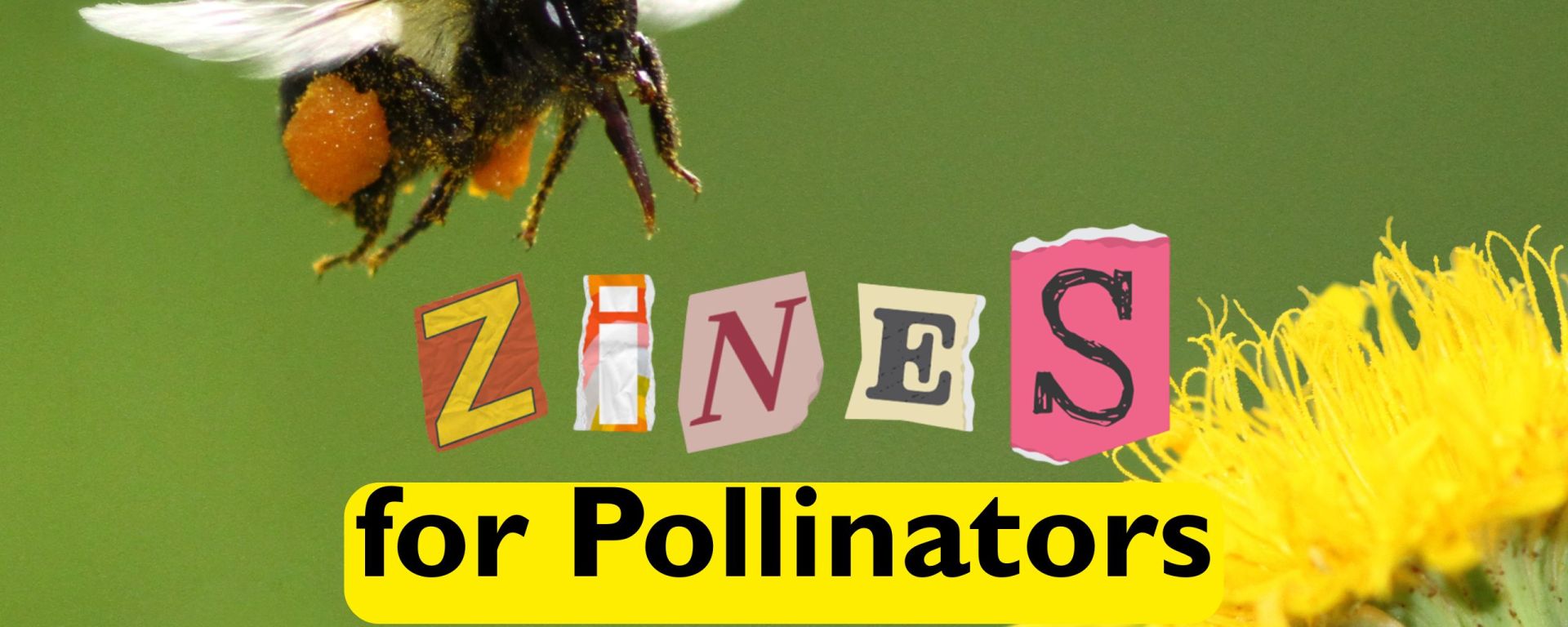 A bumblebee hovering over a yellow flower, with the word Zines in cut out letters, below which are the words for pollinators in bold text