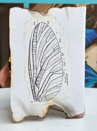 Back cover of a zine showing an outline drawing of an insect wing