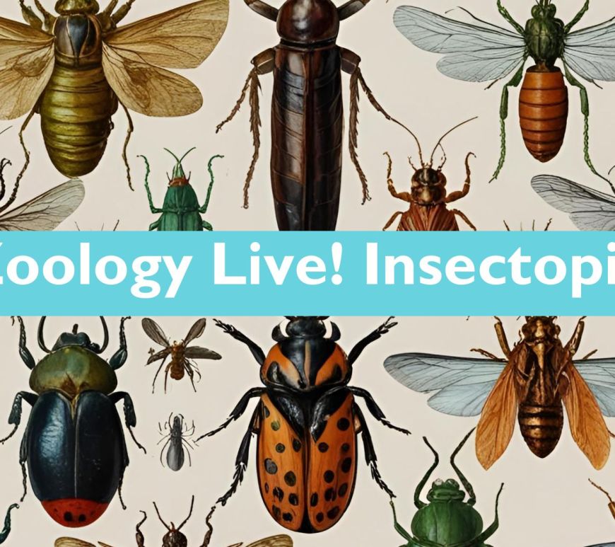 Illustration of insects with the words Zoology Live Insectopia