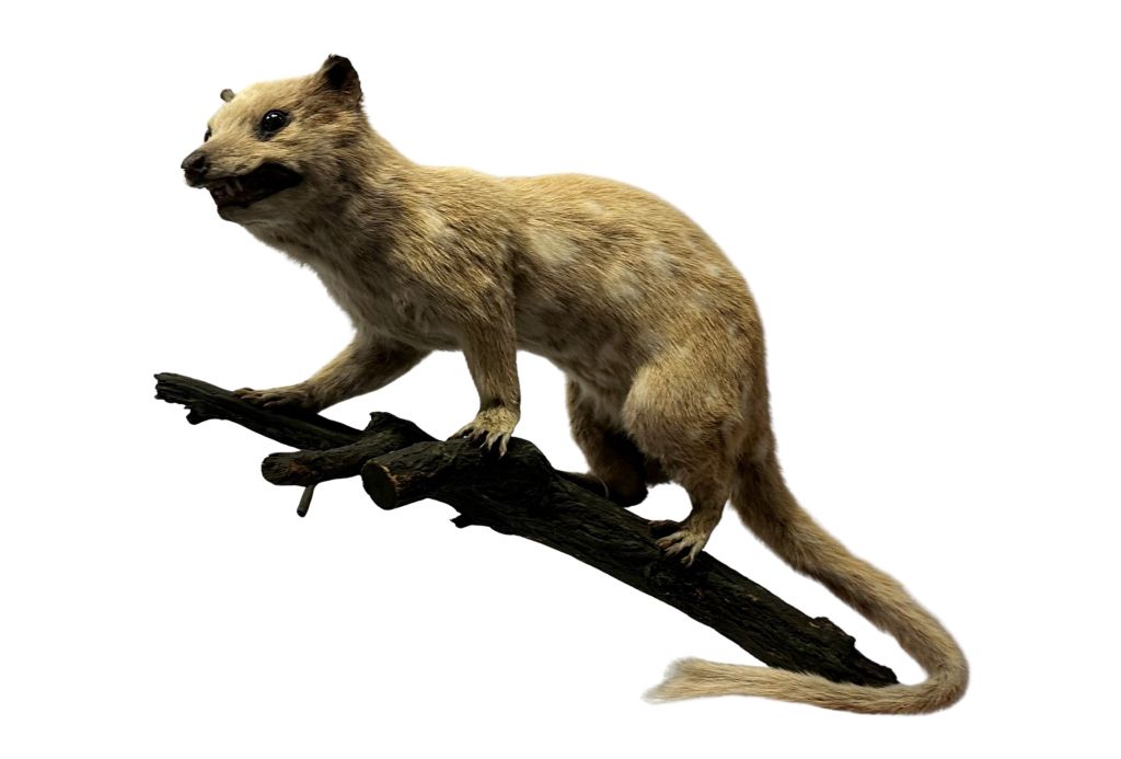 Quoll taxidermy specimen