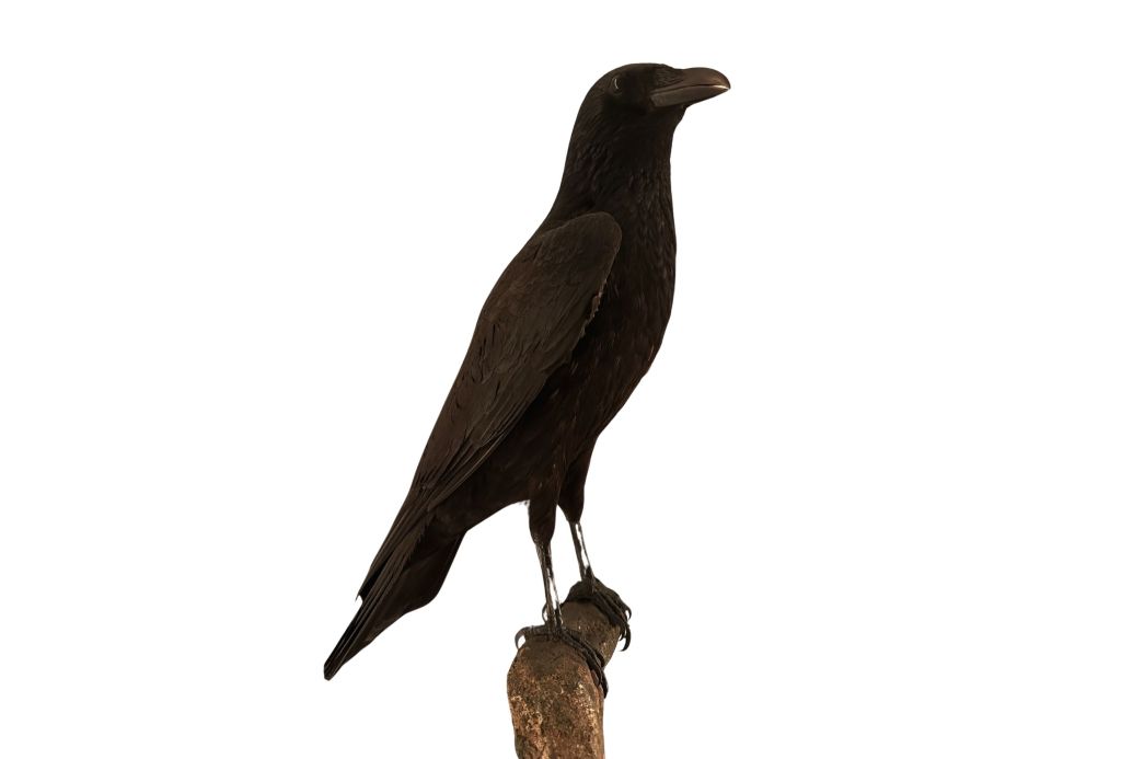 Carrion crow taxidermy specimen