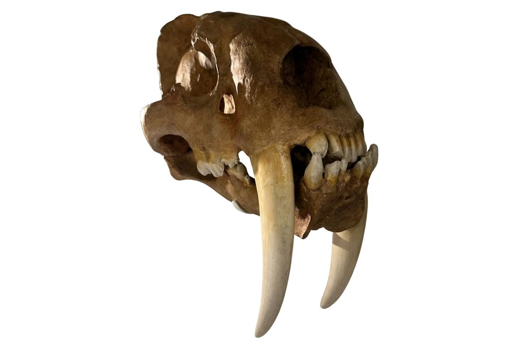 Cast of Smilodon skull