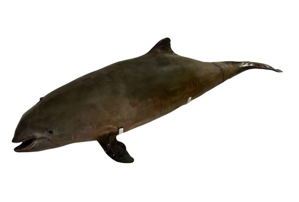 Harnour porpoise taxidermy specimen