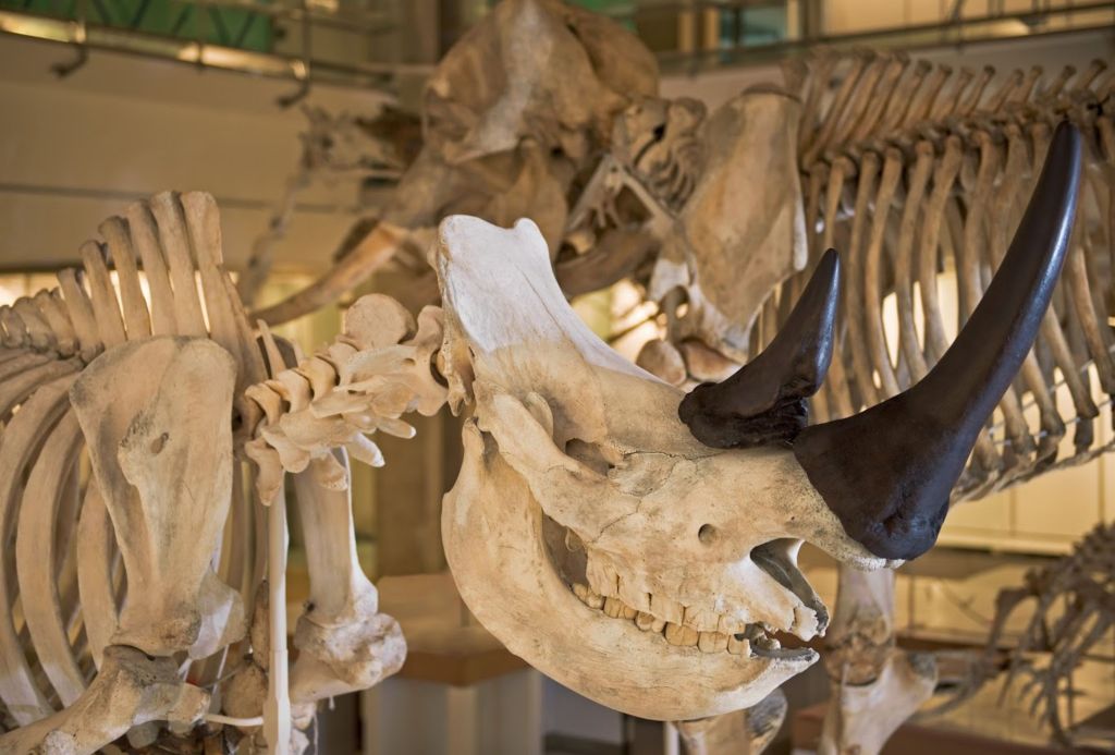 White rhino skeleton on display in the Museum of Zoology
