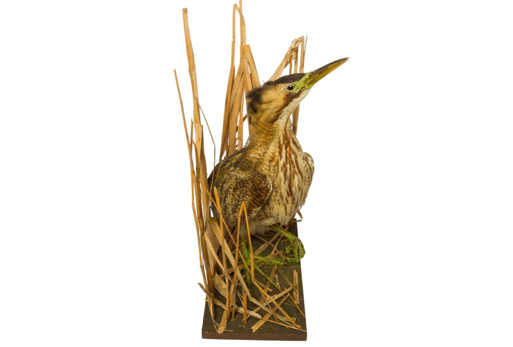 Bittern taxidermy specimen in reeds