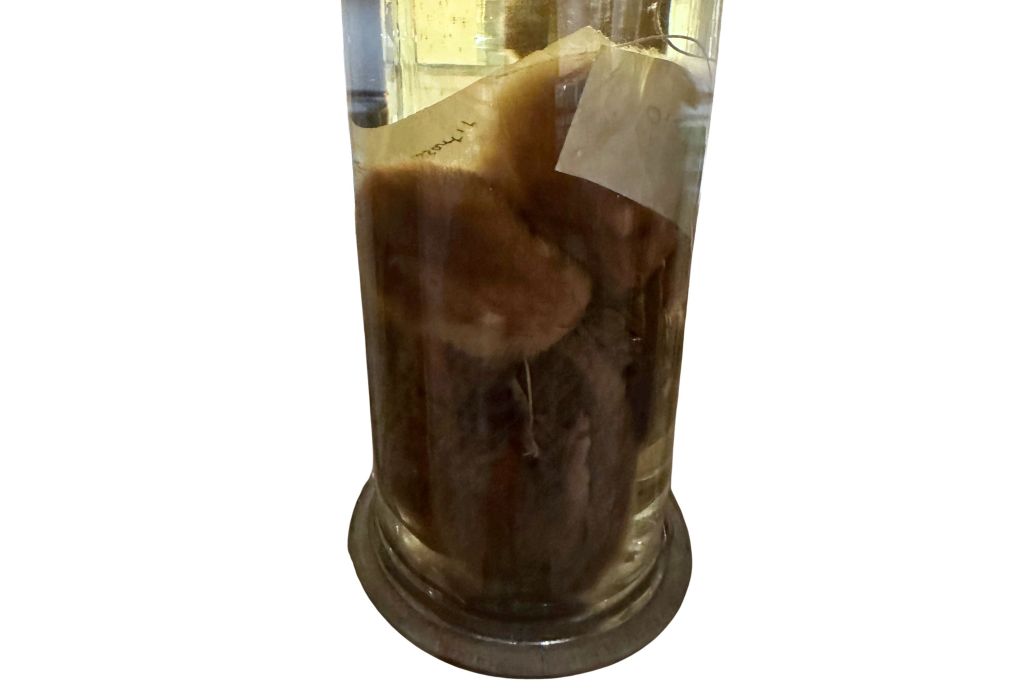 Hairy-nosed otters in a jar of alcohol