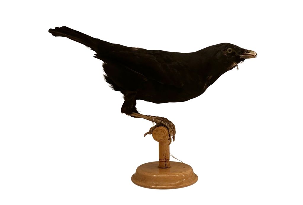 Satin boawerbird taxidermy specimen
