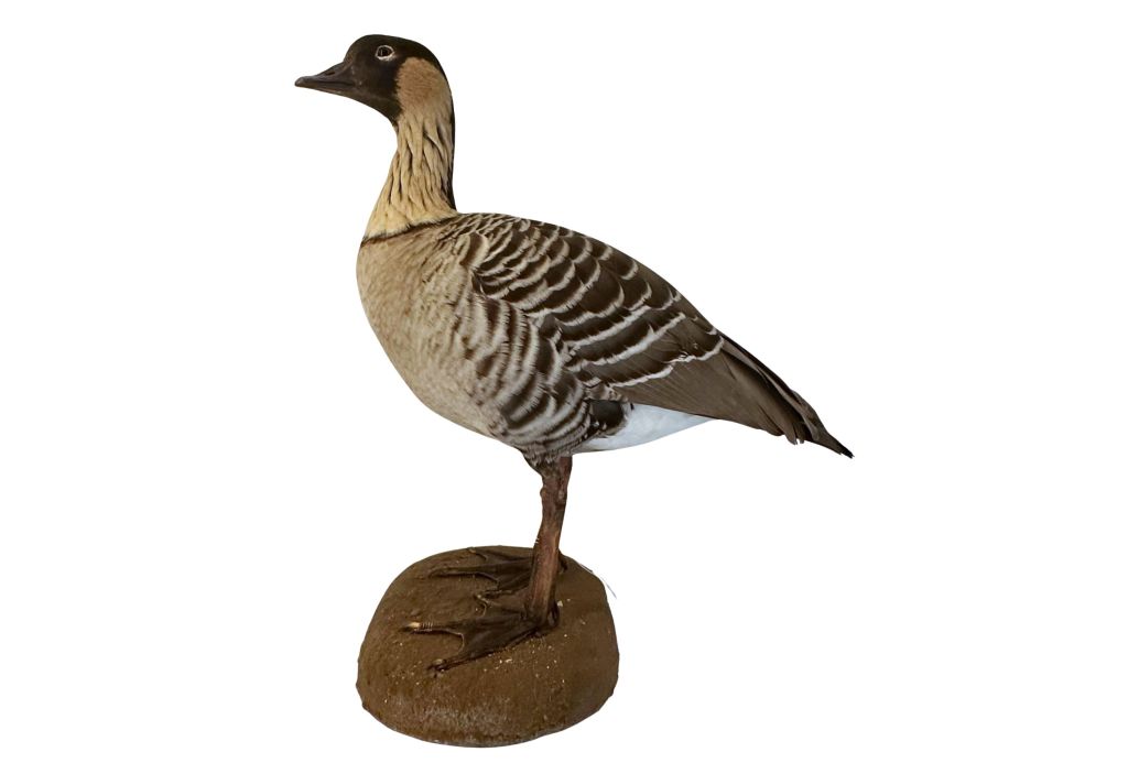 Hawaiian goose taxidermy specimen