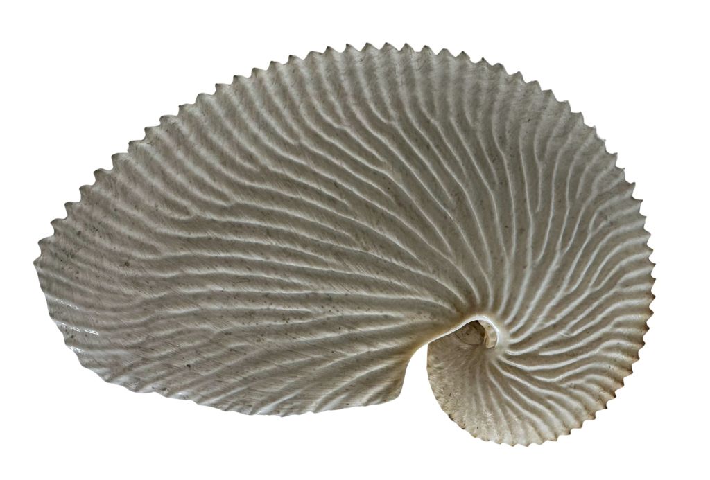 Paper nautilus 'shell'