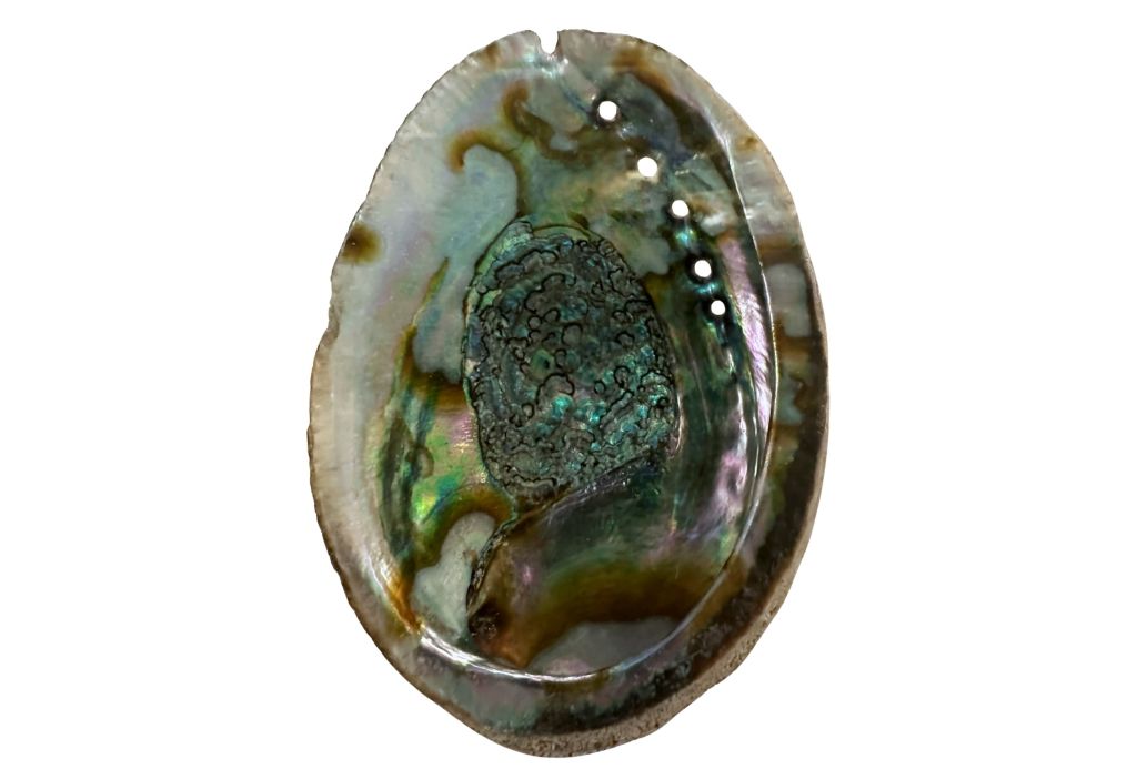 Inside of an abalone shell