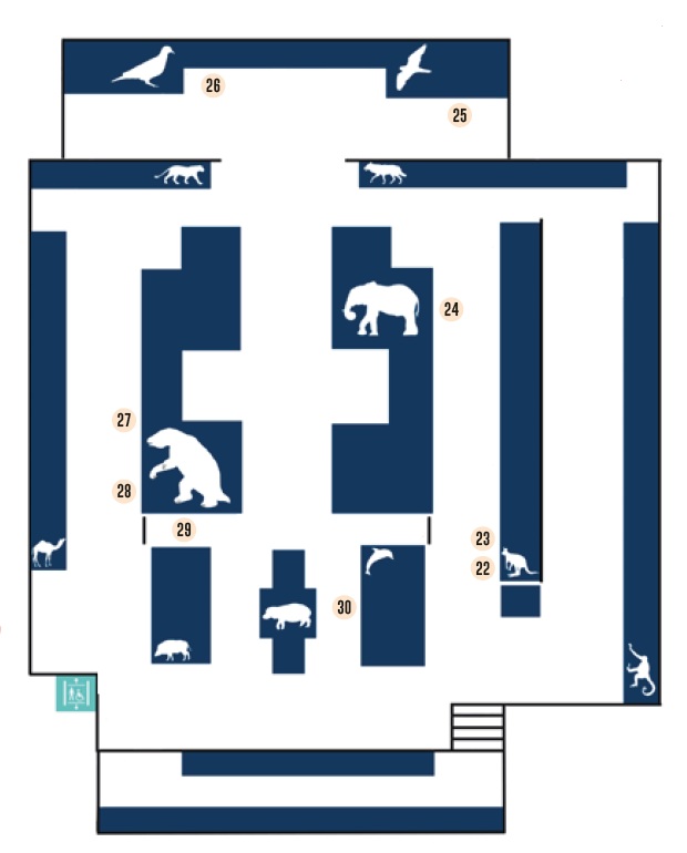 Map of the lower gallery of the Museum of Zoology