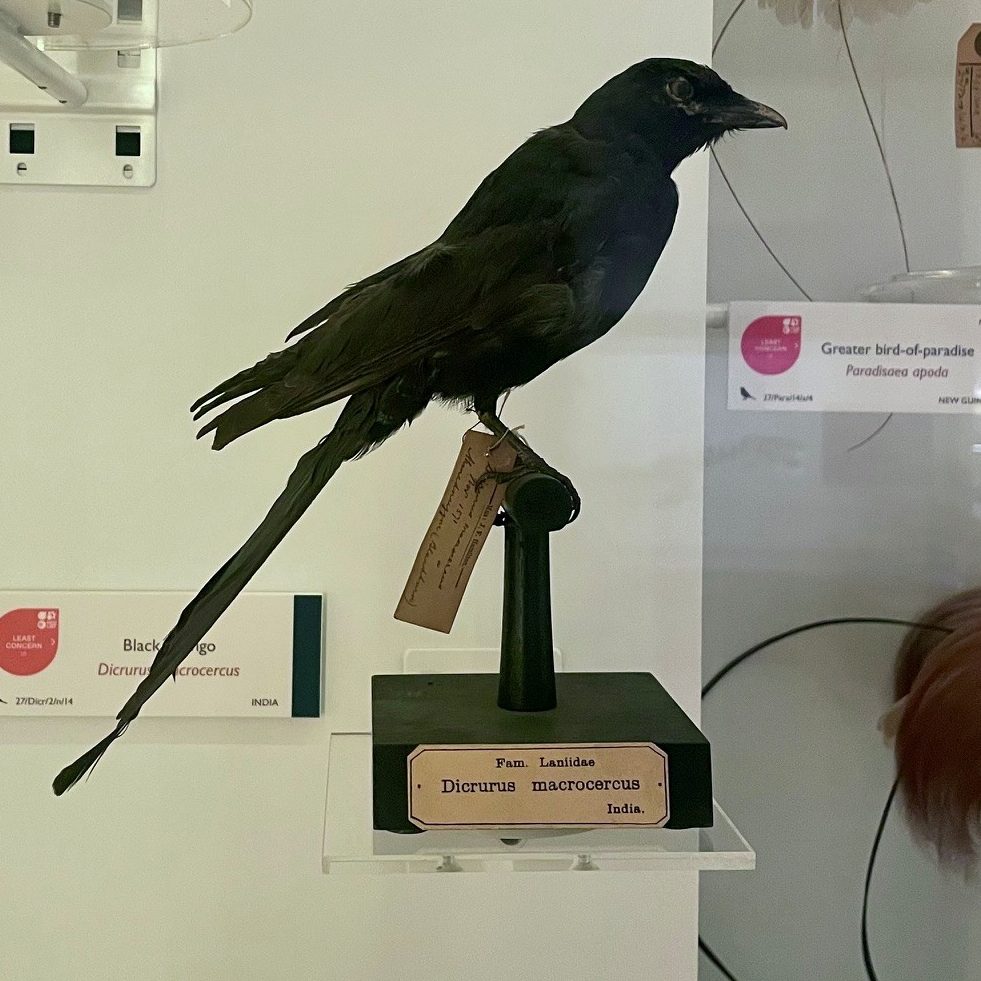 A black drongo specimen in the museum - a small, glossy black passerine bird with a distinctively deep, wide-forked tail