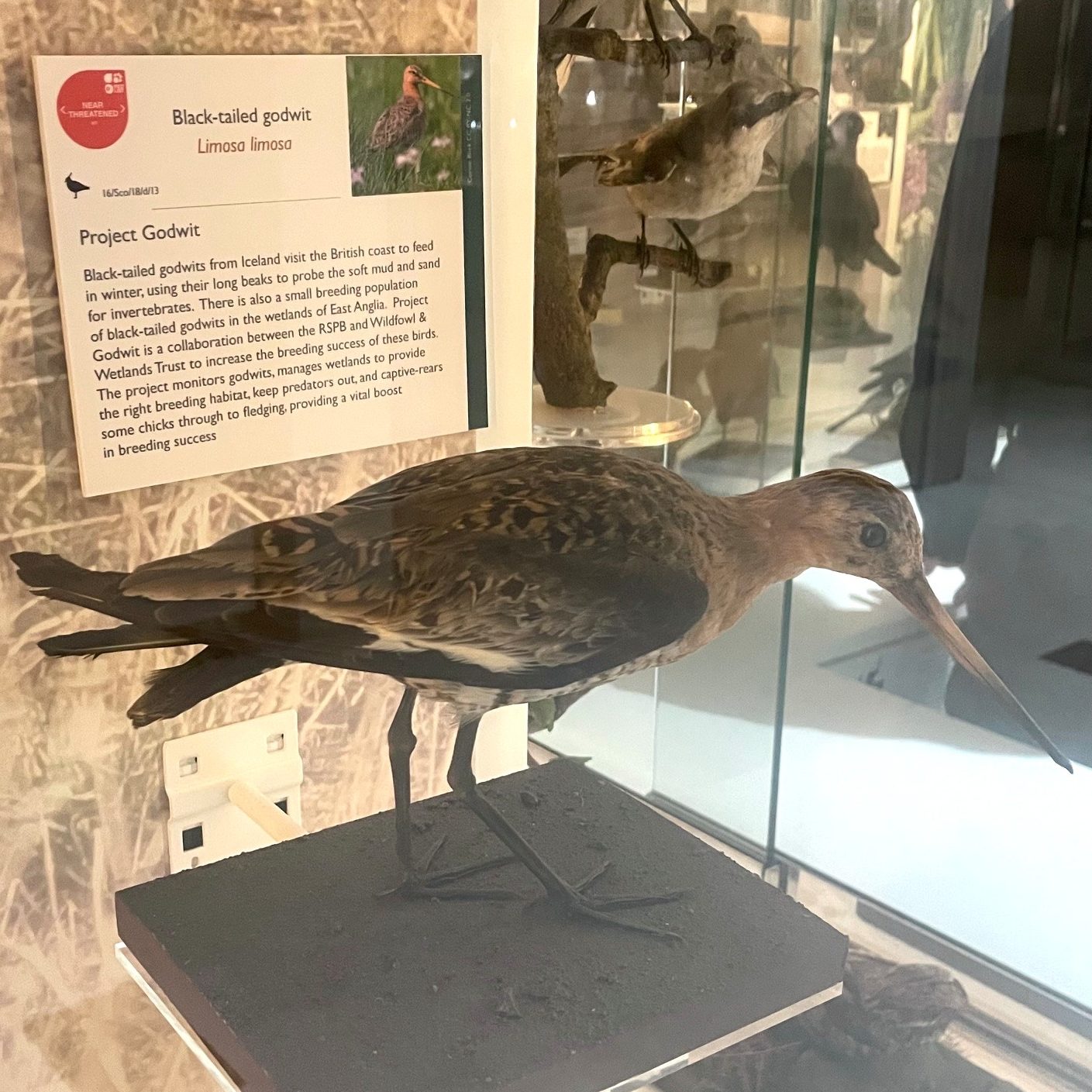 A black-tailed godwit specimen in the Museum of Zoology - large, long-legged, long-billed shorebird with grey-brown coloration
