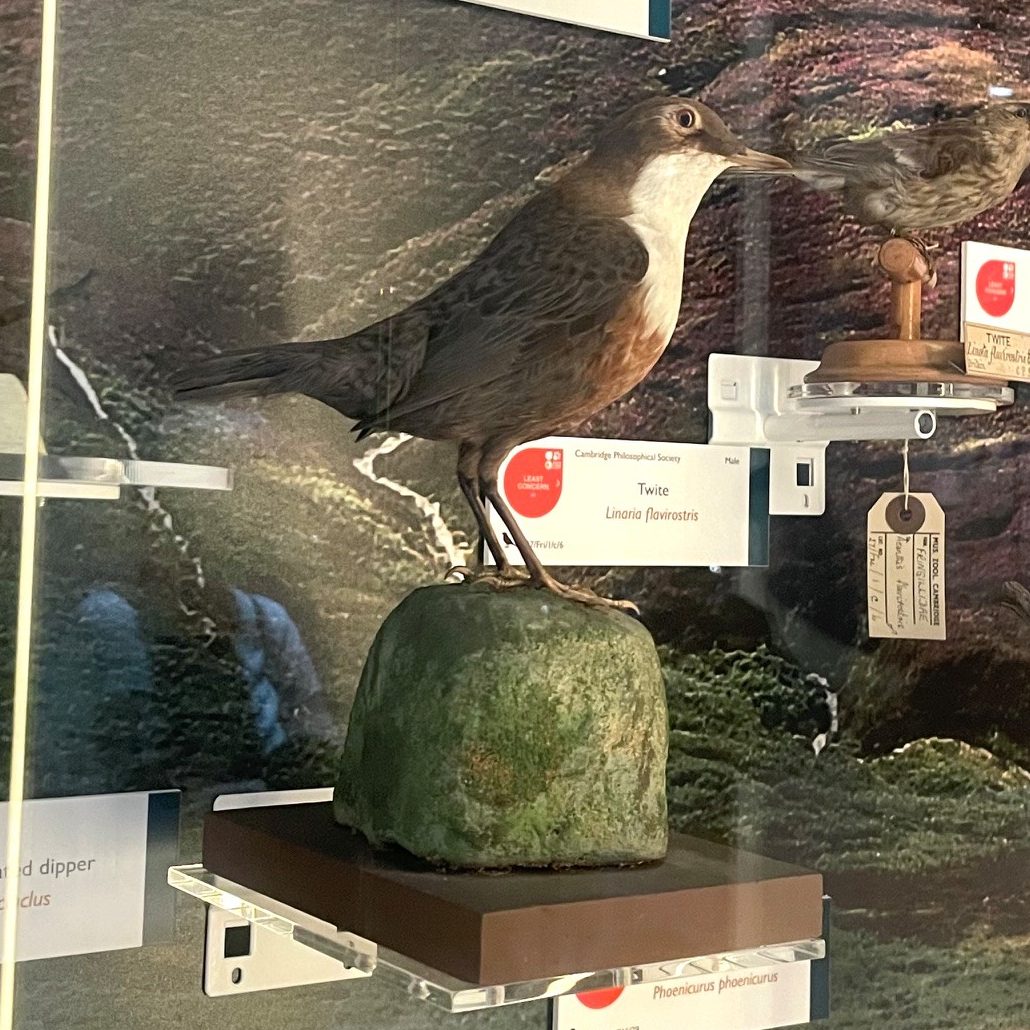 A dipper bird specimen in the Museum of Zoology - a small, plump, chocolate-brown songbird with a striking white throat and chest.