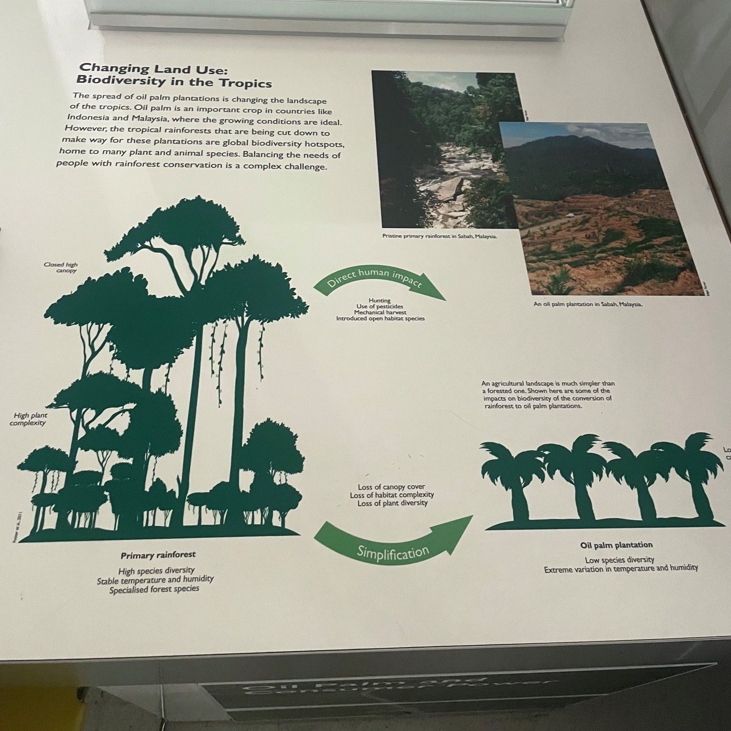 A text display at the Museum of Zoology talking about 'Changing Land Use, Biodiversity in the Tropics', showing a diagram of a primary rainforest with lots of different trees becoming a one-tree palm oil plantation.