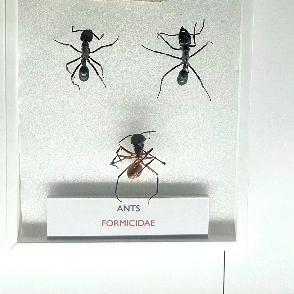 3 ant specimens in the Museum of Zoology, 2 black and one brown, pinned, with a label that reads 'Ants, Formicidae'.