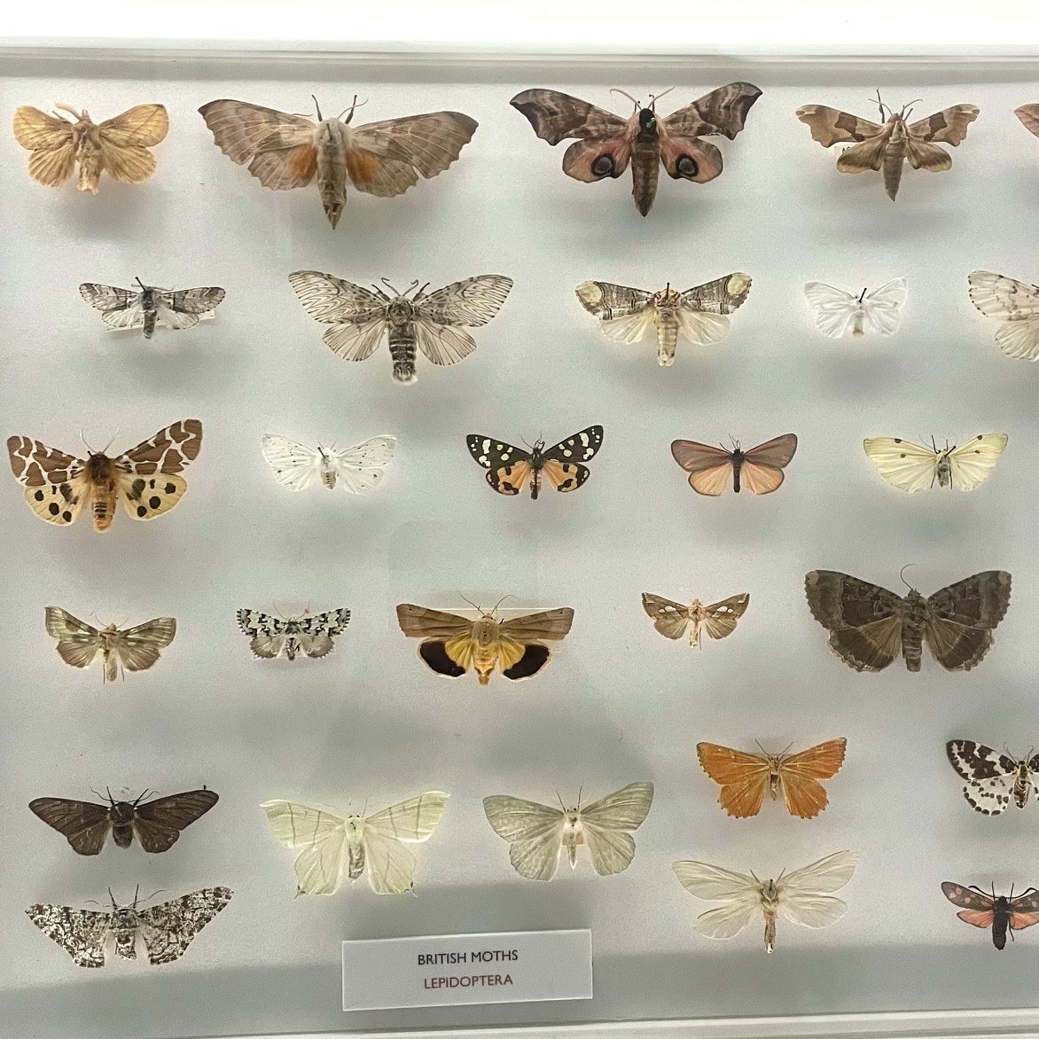A selection of British moth specimens in the Museum of Zoology, all pinned, all different wing patterns. Mostly shades of brown and cream, some with spots. Label reads 'British moths, Lepidoptera'.