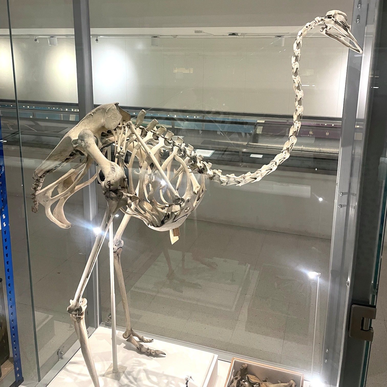 An ostrich skeleton in the Museum of Zoology, standing.