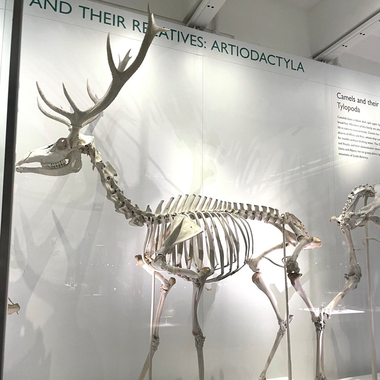 A deer skeleton in the Museum of Zoology, standing.