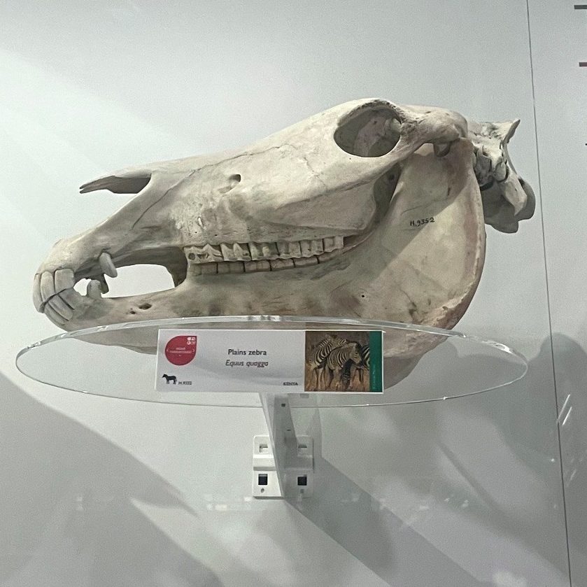 A Plains Zebra skull in the Museum of Zoology. Label reads Plains Zebra, Equus Quagga'.