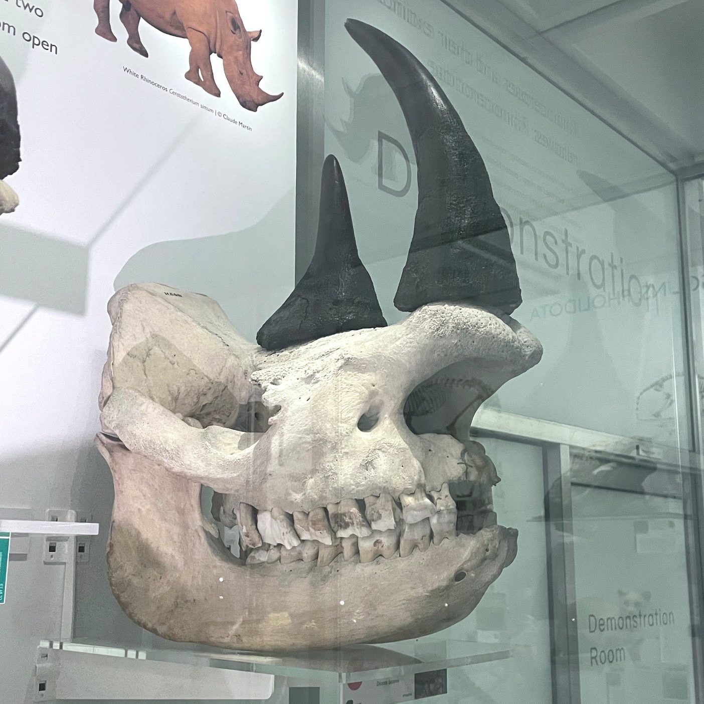 A Black Rhino skull in the museum of Zoology, with the two horns replaced with black replicas.