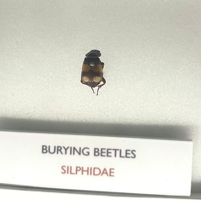 A burying beetle specimen in the Museum of Zoology, pinned - small beetle with a shiny body and light brown bands around it's forewings. Label reads 'Burying Beetles, Silphidae'.