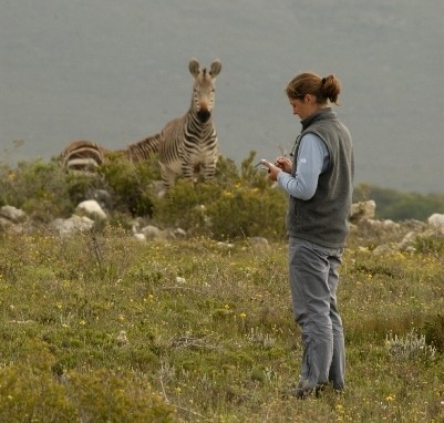 Rebecca Smith, in a grey fleece and trousers, standing in the middle distance on grass making observations in a notebook, with a zebra in the background.