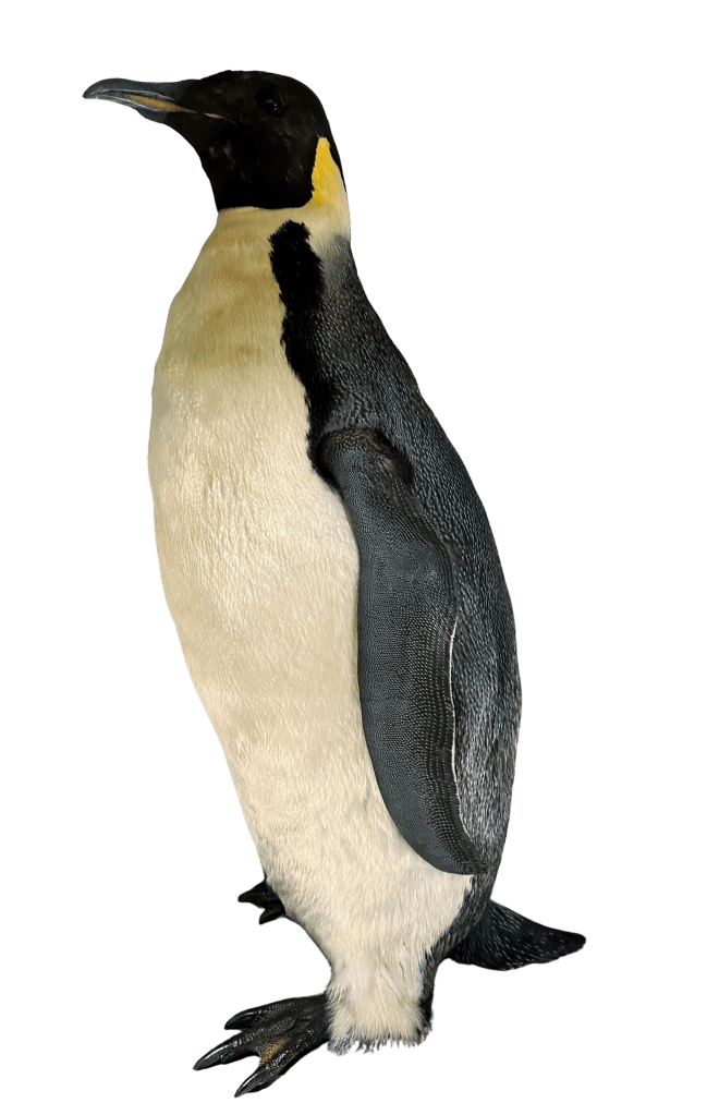 Emperor penguin taxidermy specimen