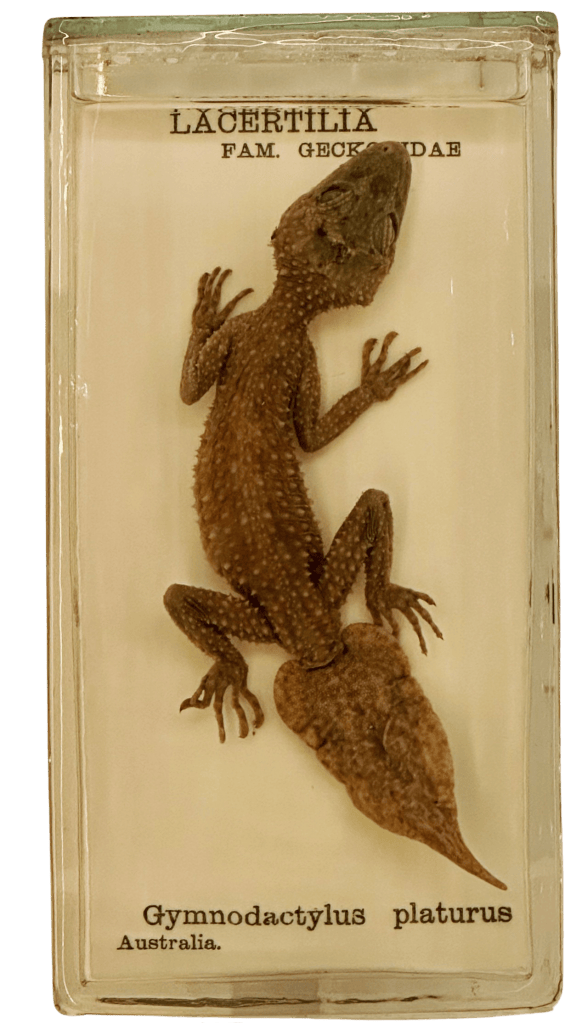 Leaf tailed gecko specimen preserved in alcohol