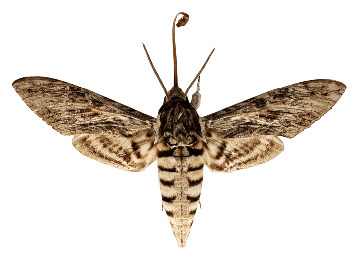 Deaths head hawkmoth specimen viewed from above