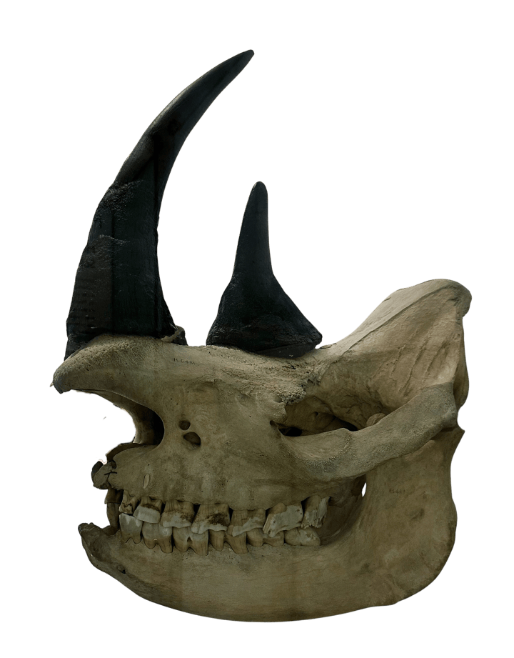 Black rhino skull
