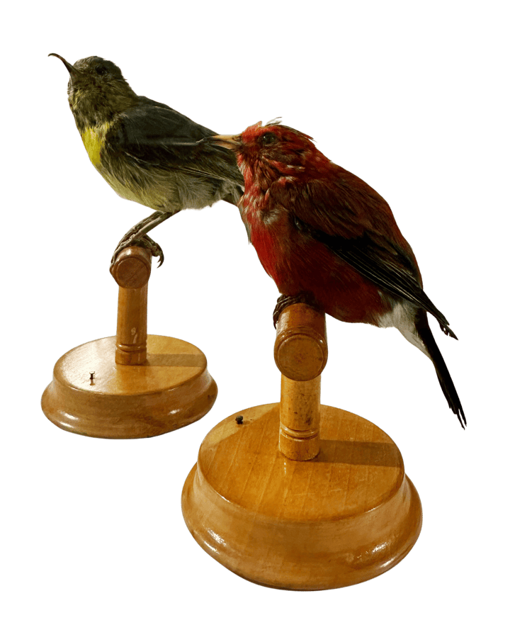 Two Hawai'ian honeycreepers, taxidermy specimens 