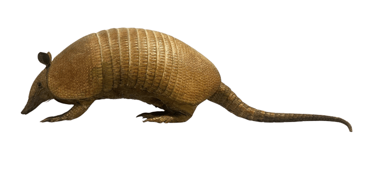 Nine banded armadillo specimen