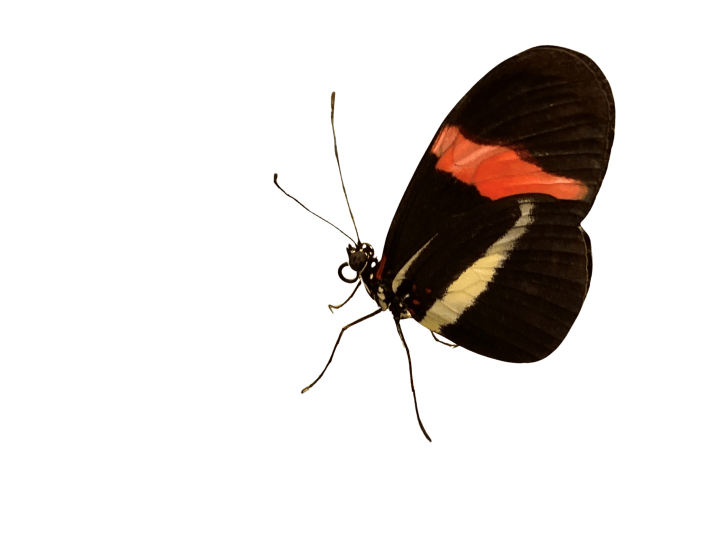 Postman butterfly with black wings with red and white stripes