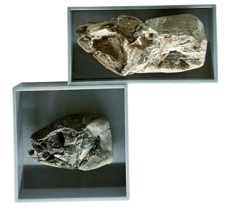 Fossils of coelacanth skulls at the Museum of Zoology