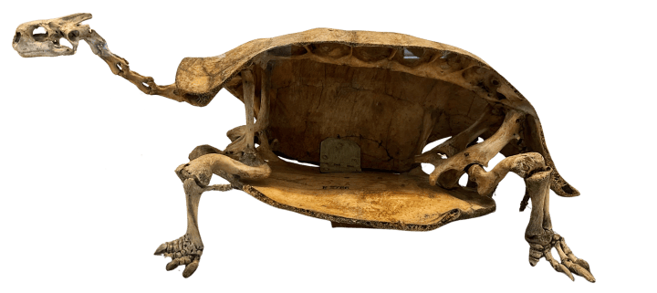 Skeleton of Galapagos tortoise from the side with the shell cut in half to show the backbone inside. 