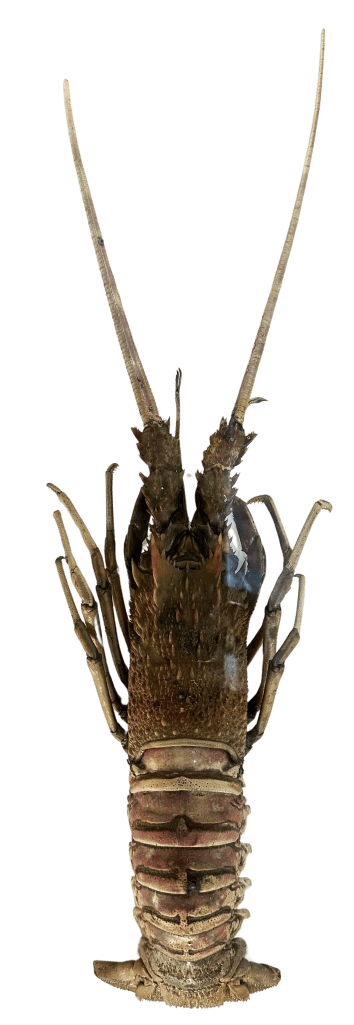 Spiny lobster viewed from above