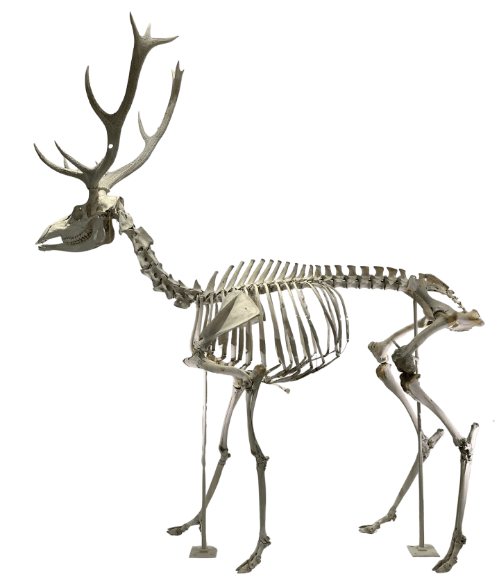 Red deer skeleton with antlers