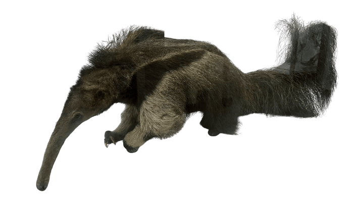 Giant anteater taxidermy specimen