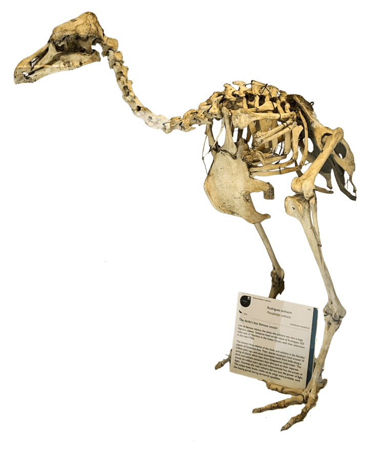Skeleton of Rodrigues Solitaire