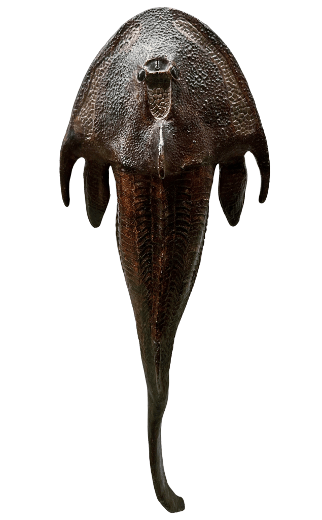 Plaster model of fossil fish viewed from above with horseshoe-shaped head