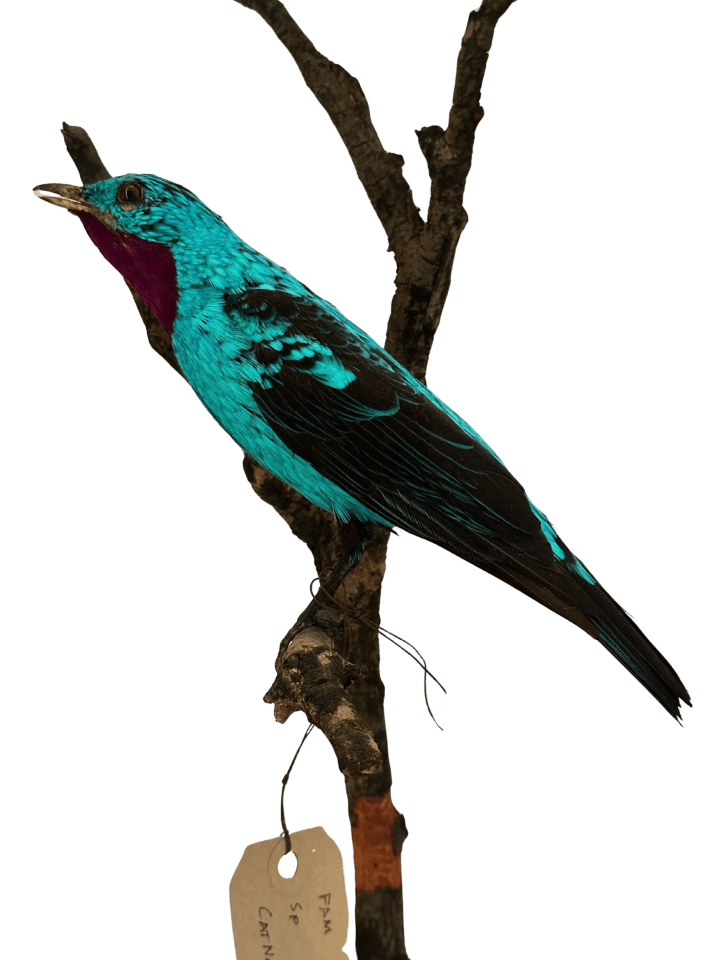Spangled cotinga, a turquoise and black bird