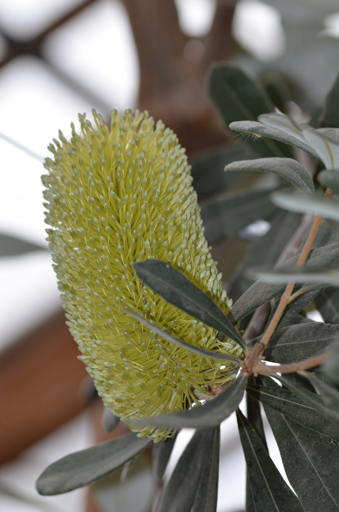 Banksia flower