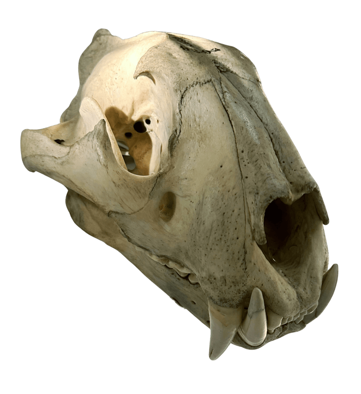Tiger skull