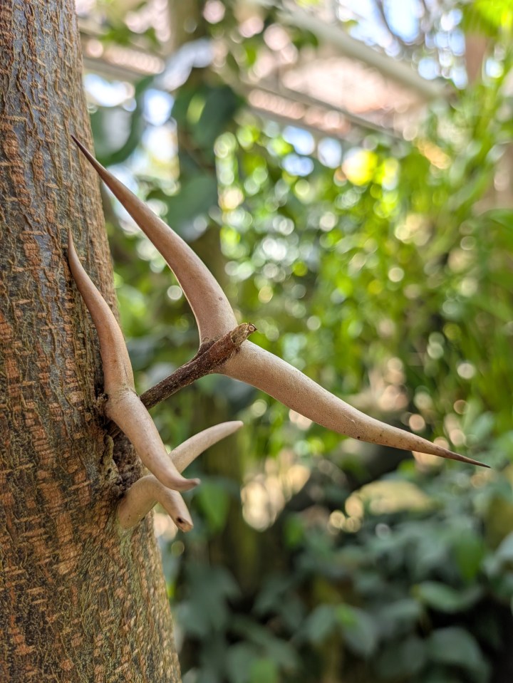 Bull horn acacia
