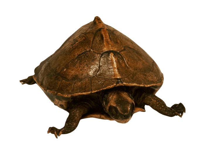 Indian roofed turtle specimen