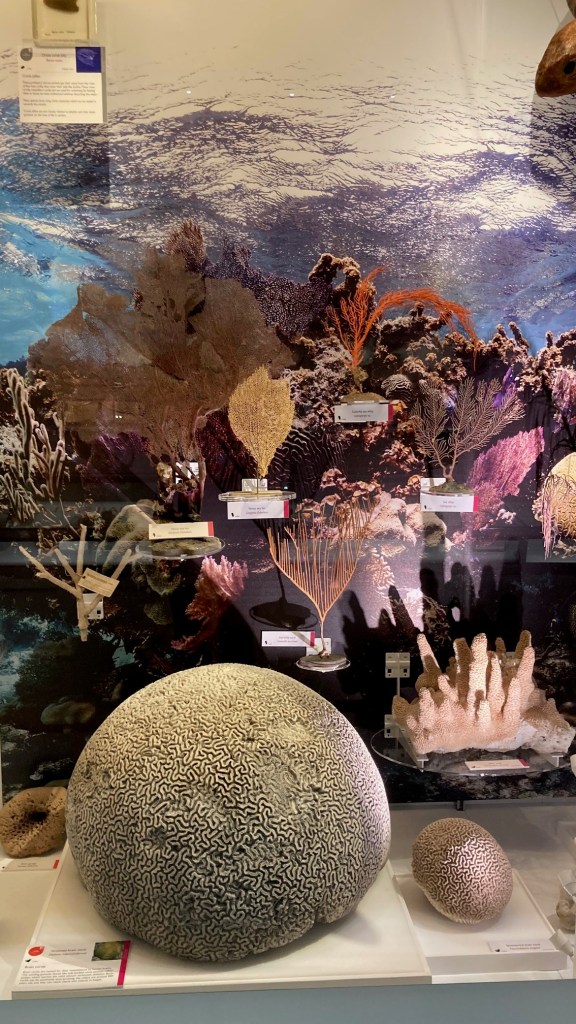 Coral reef display at the Museum of Zoology