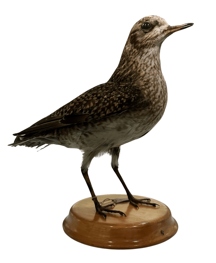 Golden plover taxidermy specimen