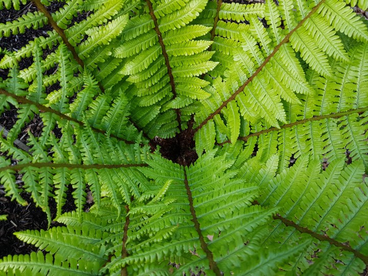 Centre of a fern, Dryopteris wallichiana
