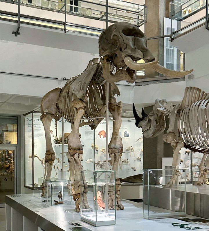 African elephant skeleton